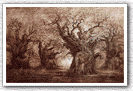 "Pachybabs"- gravure 2
