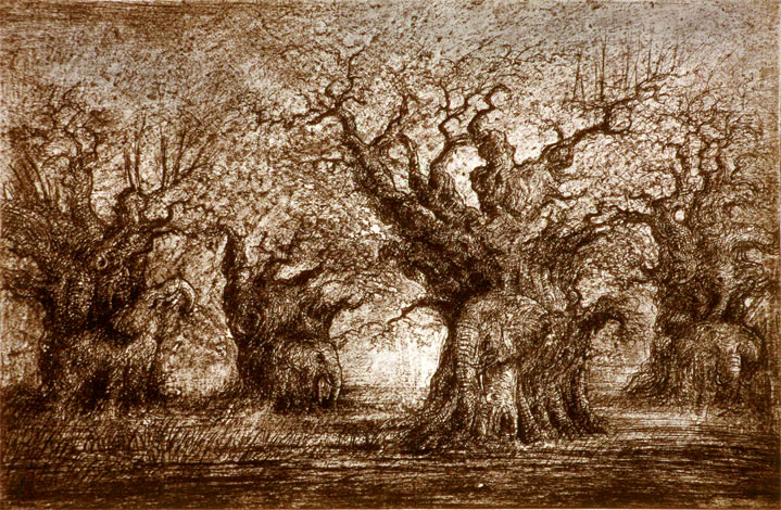 "Pachybabs", gravure de Claude Tournon